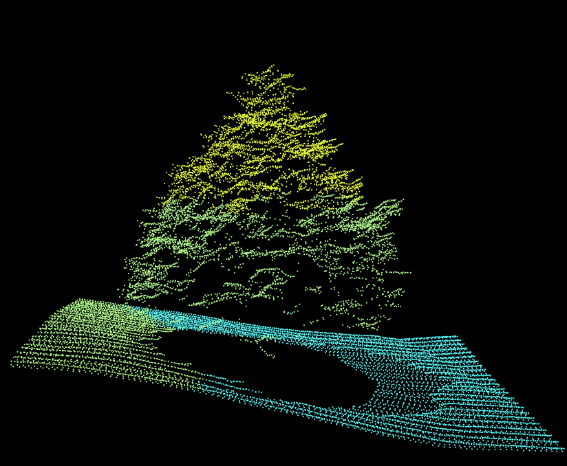 Cedar