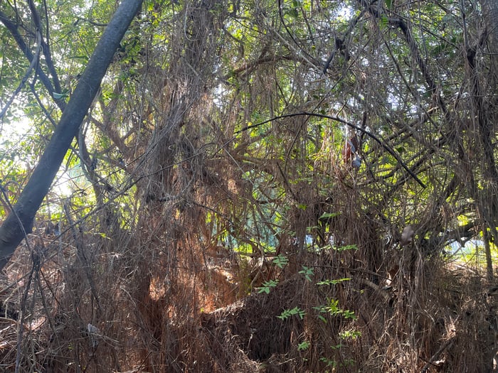 Hogpen Slough Stormwater Treatment Area — image 5