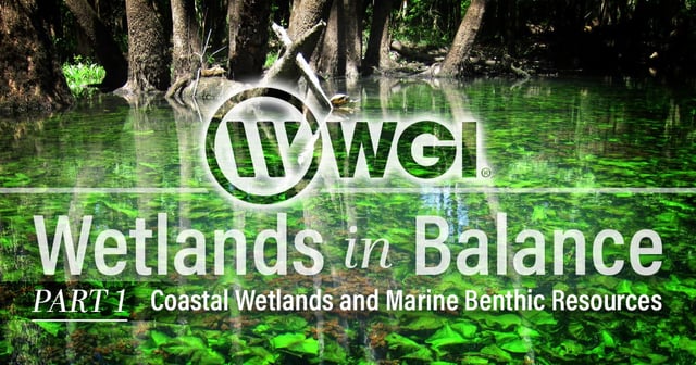 Wetlands in Balance: Coastal Wetlands and Marine Benthic Resources