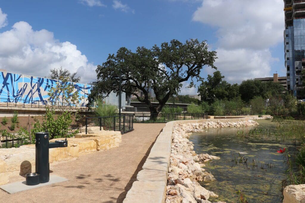 Heritage tree at Waterloo Park
