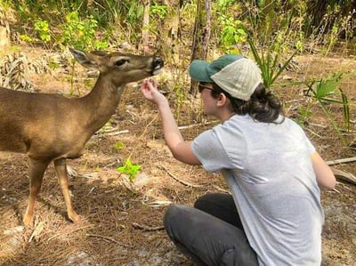 Rehabbed deer in Okeeheelee Park