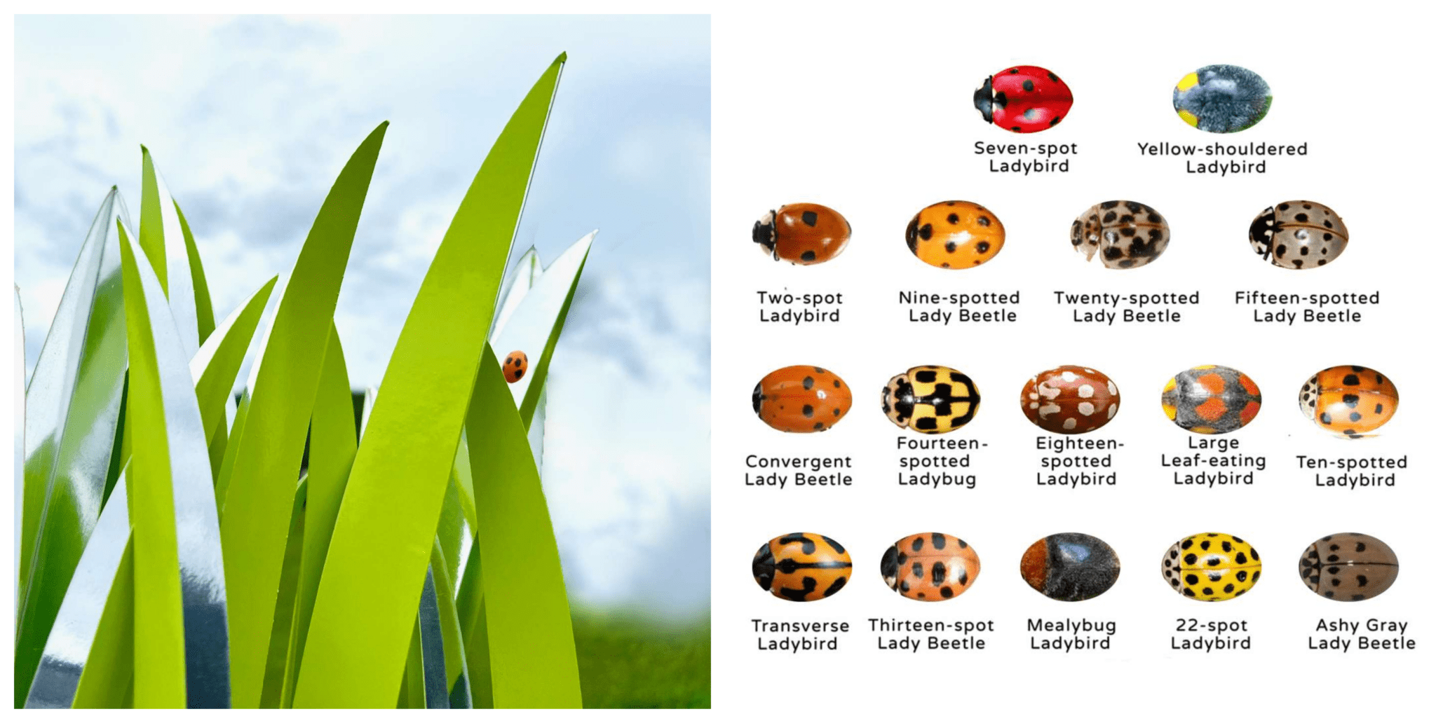 ladybug