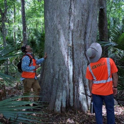 National Arbor Day 2019