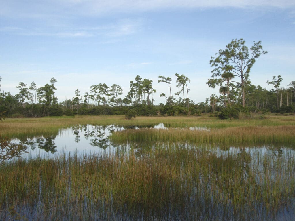 wetlands example