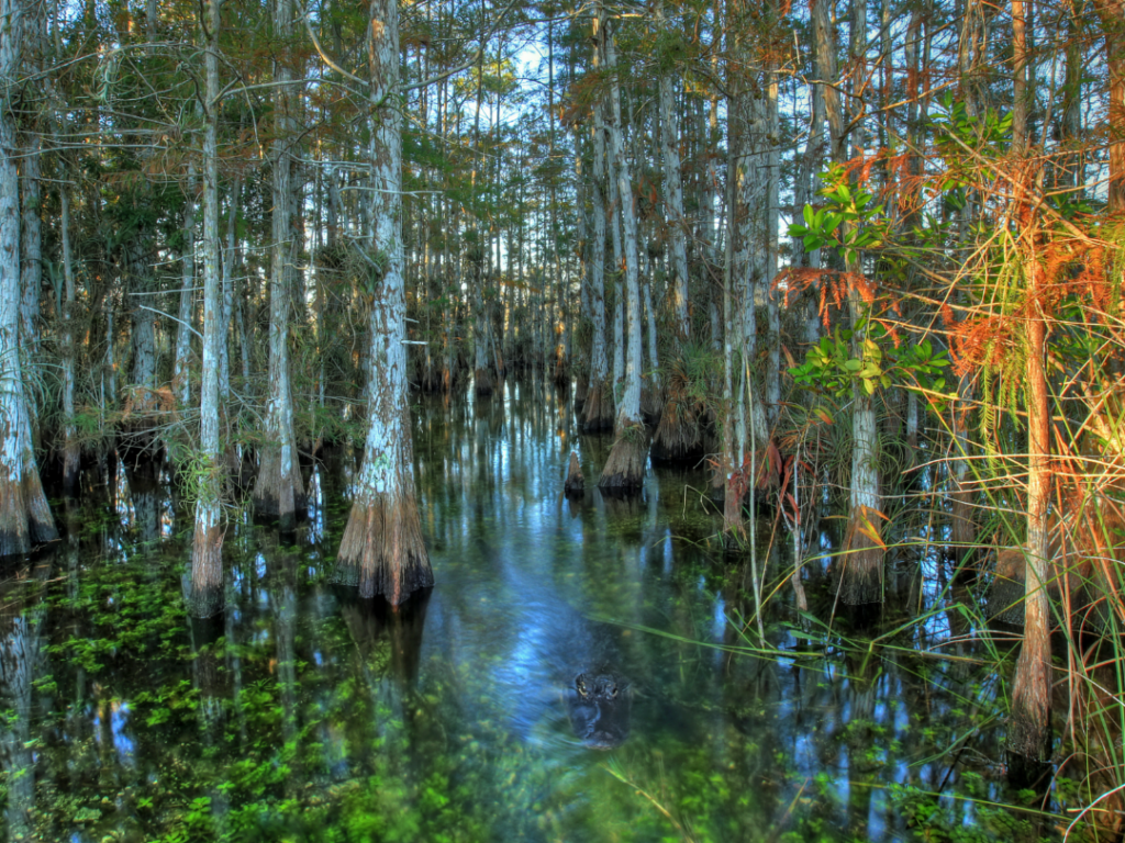 Wetlands Photo