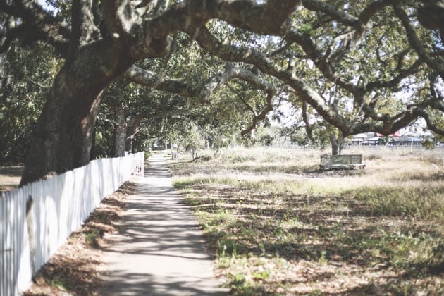 Heritage Oak Tree Austin