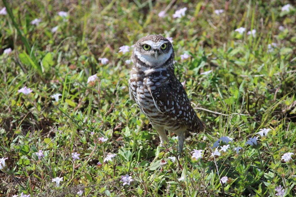 burrowing owl