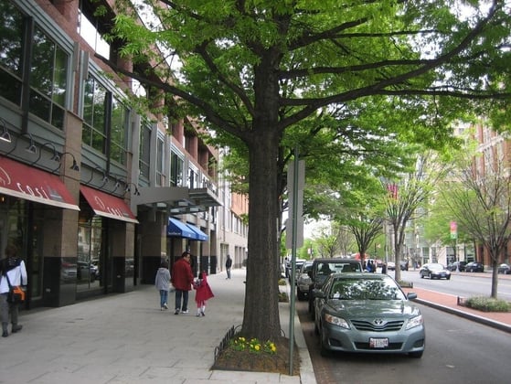 Planning For Trees as a Vital Infrastructure Element