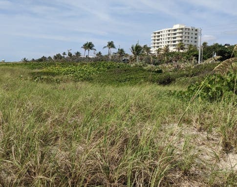 Delray Beach Seagrape Trimming — image 1
