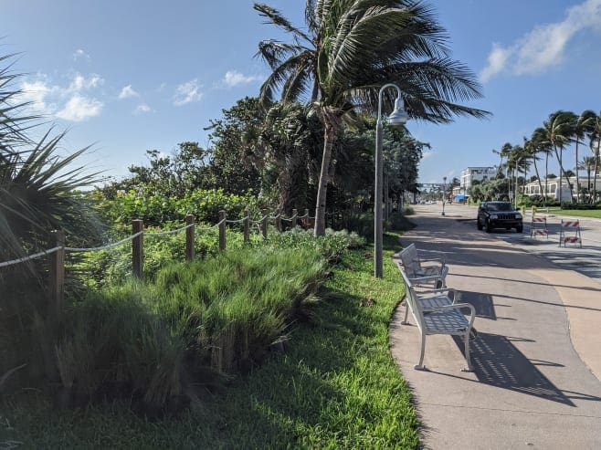 Delray Beach Seagrape Trimming — image 3