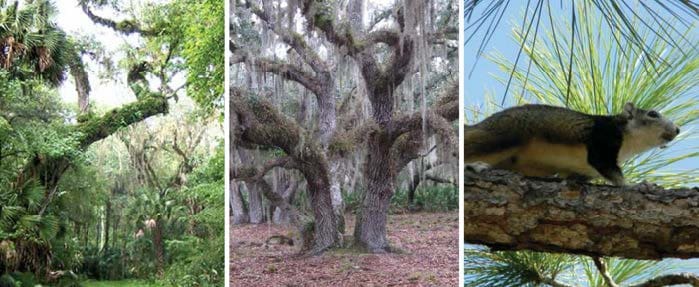 Florida Fish and Wildlife Conservation and Commission Consulting Service Agreement — image 1