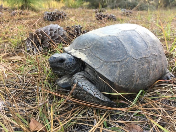 Gopher Tortoise Preserve Enhancement at Eisenhower Elementary School