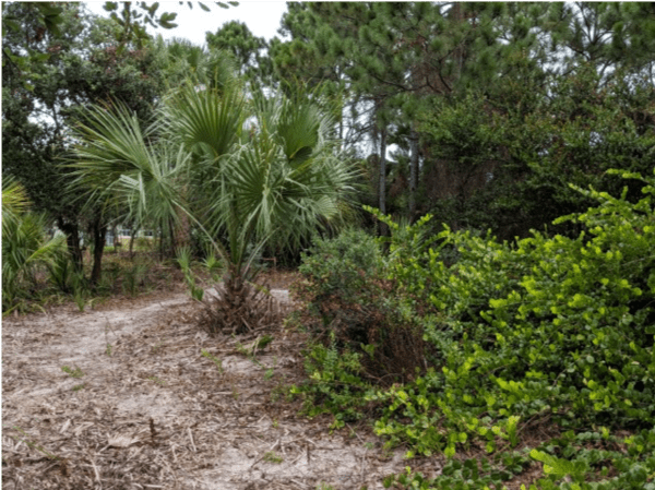 Gopher Tortoise Preserve Enhancement at Eisenhower Elementary School — image 2