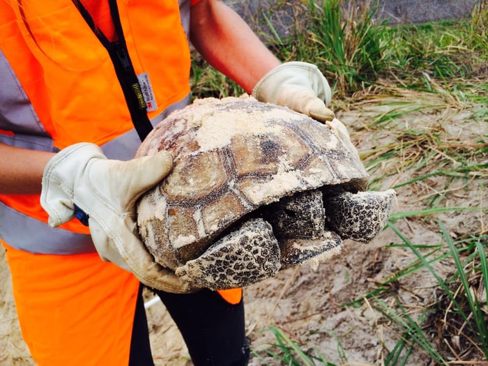 I-75 Widening From North of Hernando County Line to South of CR 470 - Permitting and Gopher Tortoise Relocation — image 2