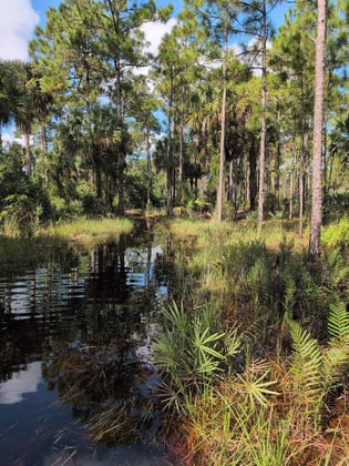Hogg and Mapp Creek Stormwater Treatment Area