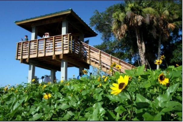 Juno Dunes Natural Area Boardwalk and Observation Tower — image 2