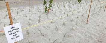 Beach Renourishment - Dr. Von D. Mizell-Eula Johnson State Park — image 2