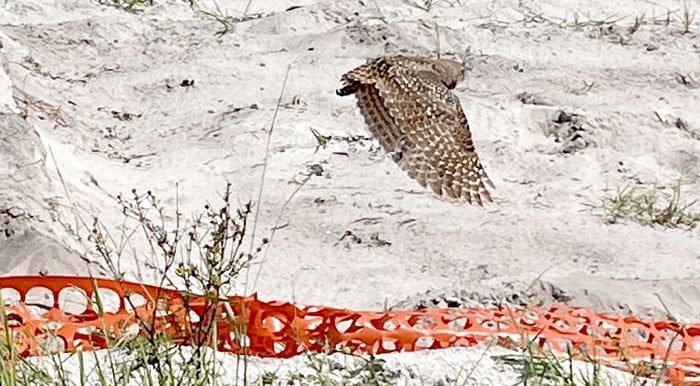Monterra Town Center and Brightstar Credit Union Burrowing Owl Relocation — image 1