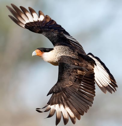 Stellar Casitas HCP for Audubon Crested Caracara