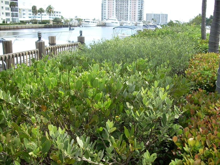 Submerged Aquatic Vegetation (SAV) Survey Along Marine Way — image 3