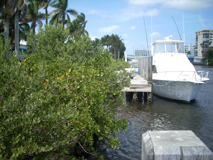 Submerged Aquatic Vegetation (SAV) Survey Along Marine Way — image 2