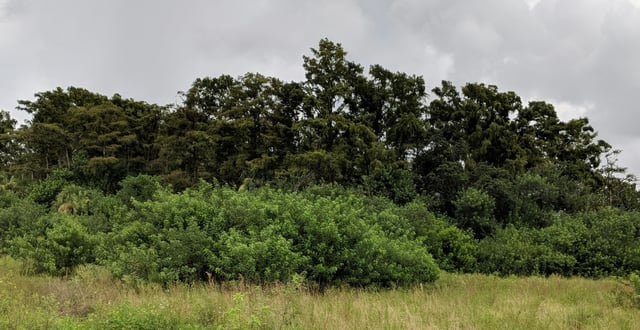 The Groves in Big Cypress