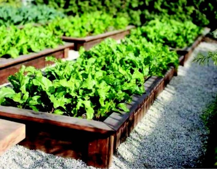 Urban Roots — image 1