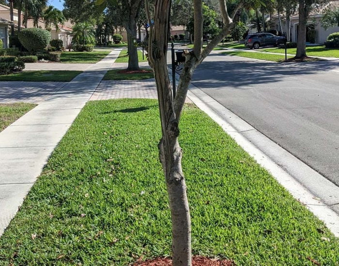 Valencia Falls Arborist Services — image 2
