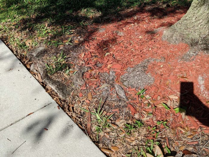 Valencia Falls Arborist Services — image 1