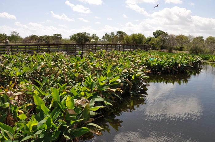 Wakodahatchee Wetlands — image 3