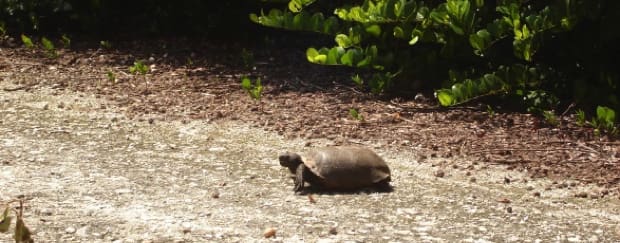 Waterway Park Boat Ramp - Environmental Permitting & Listed Species Survey — image 1