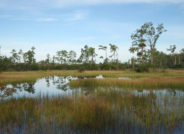 Sterling Ranches Wetland Mitigation Area