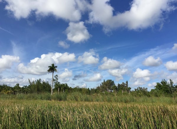 Sterling Ranches Wetland Mitigation Area