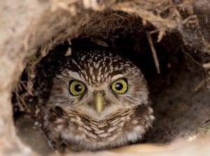 Florida burrowing owl
