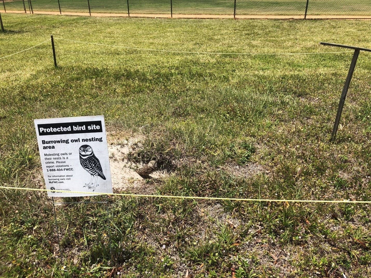 New Permitting Guidelines For Florida Burrowing Owls - WGI