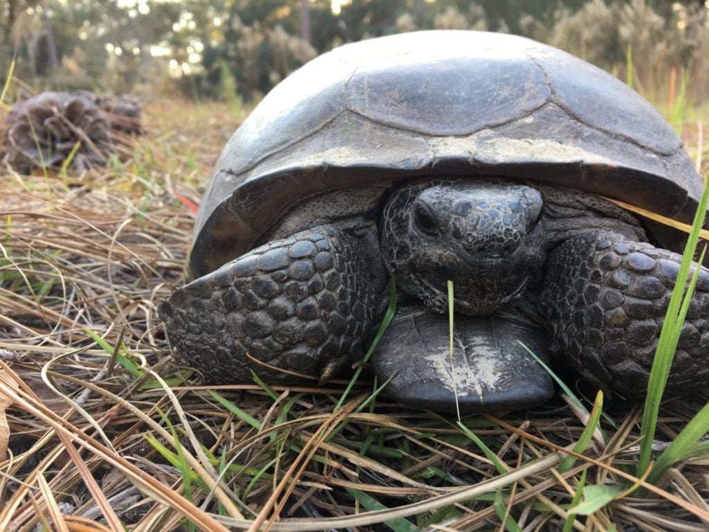 Gopher Tortoise