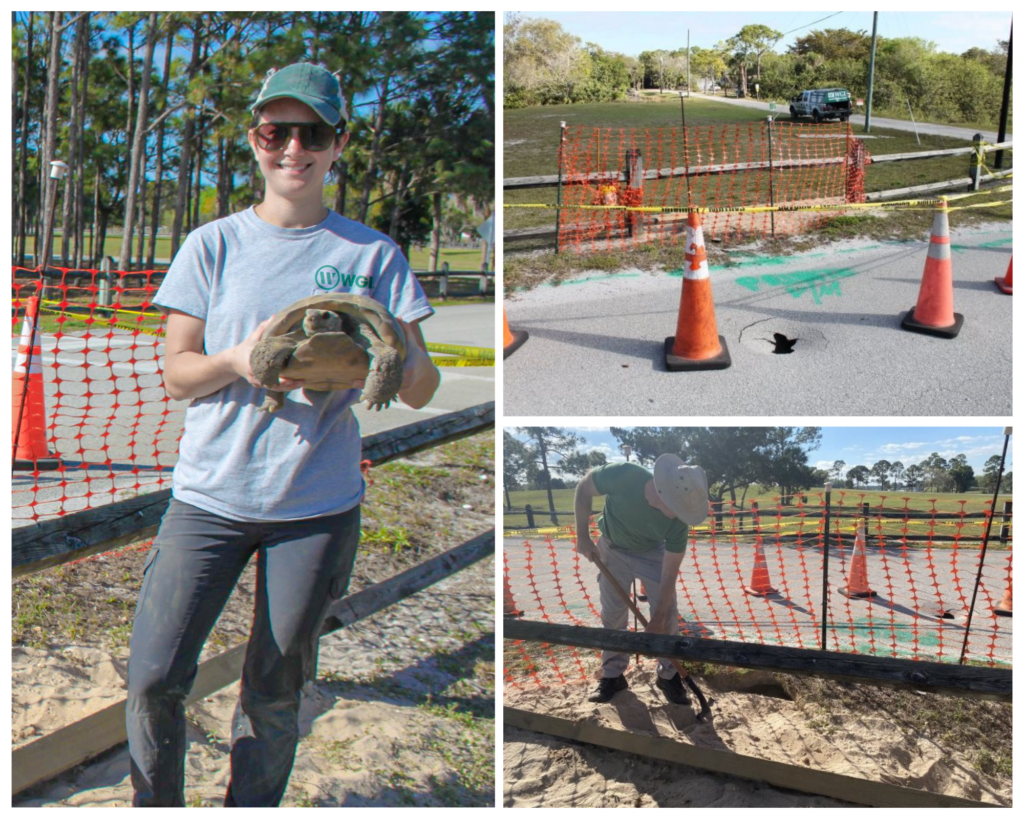 "Pothole" the Gopher Tortoise Finds a New Home – Collage