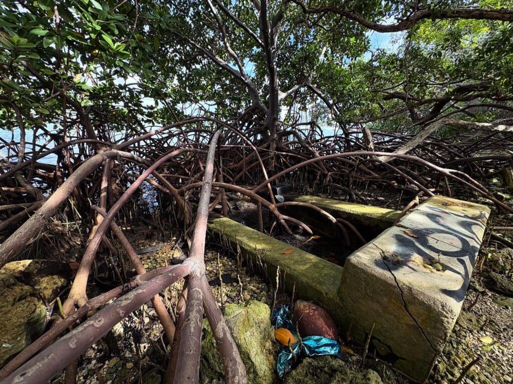 mangroves at outfall