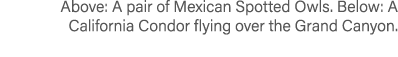 Above: A pair of Mexican Spotted Owls. Below: A California Condor flying over the Grand Canyon. 